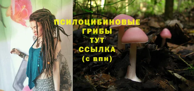 мориарти официальный сайт  Нестеровская  Псилоцибиновые грибы Magic Shrooms  как найти закладки 